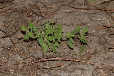 Trieenea occulta, photographed by Brian du Preez