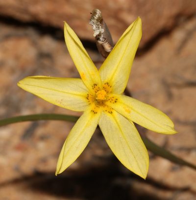 Moraea fuscomontana, photographed by Brian du Preez