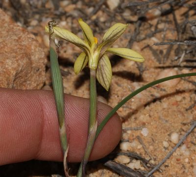 Moraea fuscomontana, photographed by Brian du Preez