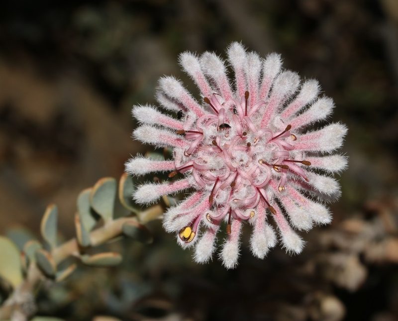 Vexatorella amoena, photographed by Brian du Preez