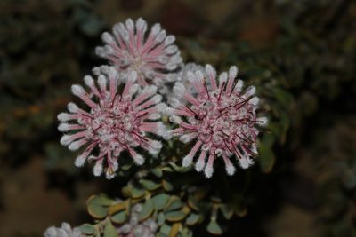 Vexatorella amoena, photographed by Brian du Preez
