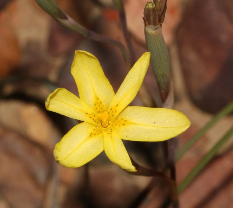 Moraea fuscomontana, photographed by Brian du Preez