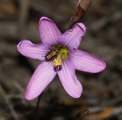 Ixia latifolia, photographed by Brian du Preez