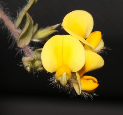 Aspalathus lanifera, photographed by Brian du Preez