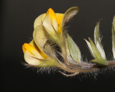 Aspalathus lanifera, photographed by Brian du Preez