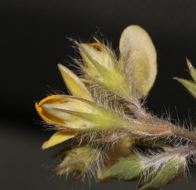 Aspalathus lanifera, photographed by Brian du Preez