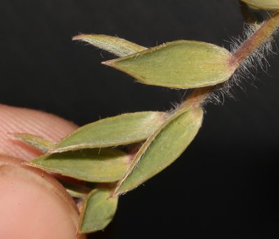 Aspalathus lanifera, photographed by Brian du Preez