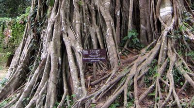 Ficus altissima, photographed by Jaro Guzinski