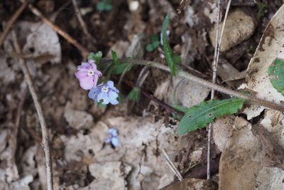 Nihon japonicum, photographed by harum.koh