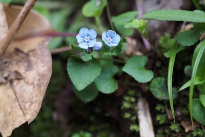Nihon japonicum, photographed by harum.koh