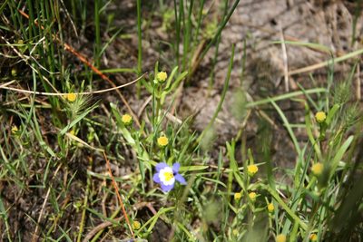 Lasthenia glaberrima, photographed by runcator