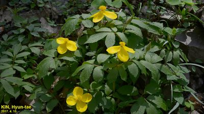 Hylomecon vernalis, photographed by Kim, Hyun-tae