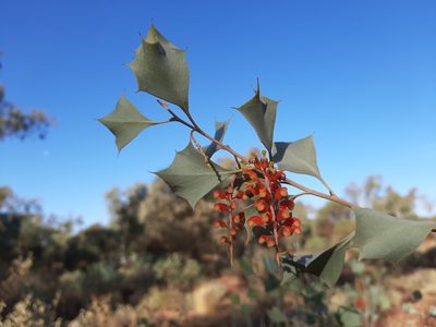 Grevillea wickhamii, photographed by T. Hammer
