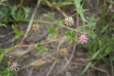 Trifolium hydrophilum, photographed by runcator