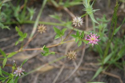 Trifolium hydrophilum, photographed by runcator