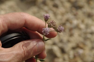 Palafoxia texana, photographed by Eric Knight