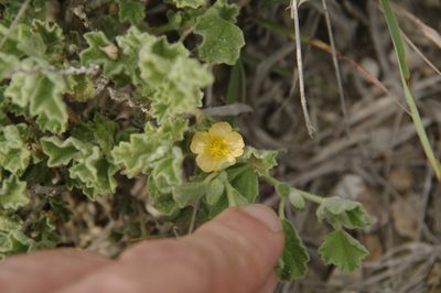 Billieturnera helleri, photographed by Eric Knight