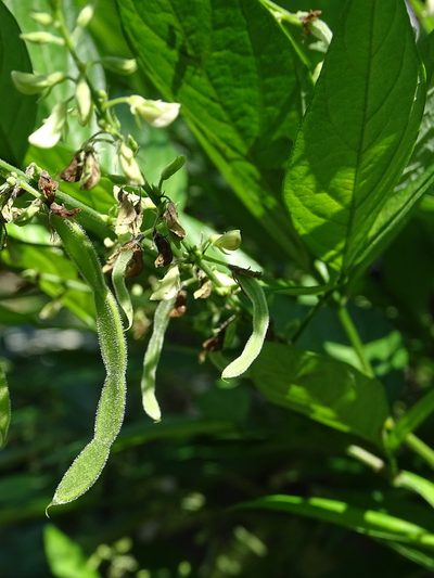 Ohwia caudata, photographed by 葉子