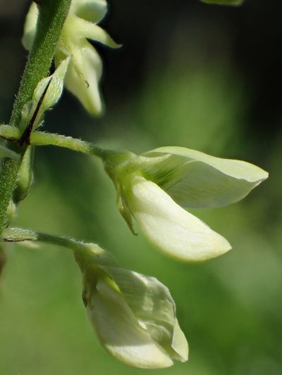 Ohwia caudata, photographed by 葉子