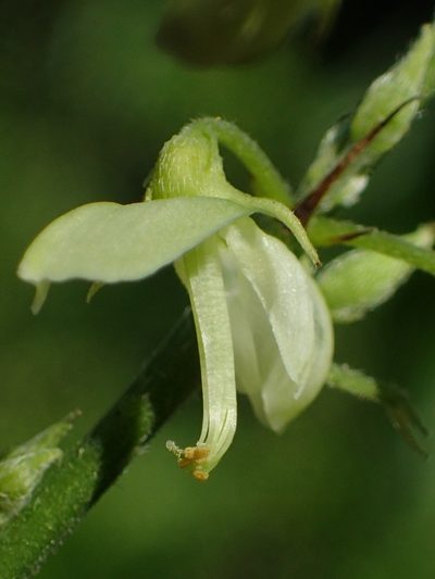 Ohwia caudata, photographed by 葉子