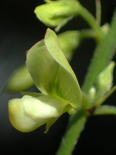 Ohwia caudata, photographed by 葉子