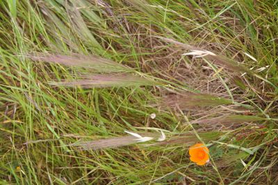 Elymus multisetus, photographed by runcator