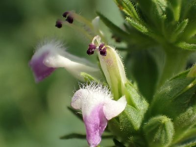 Anisomeles indica, photographed by 葉子