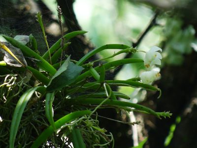 Thrixspermum formosanum, photographed by 葉子