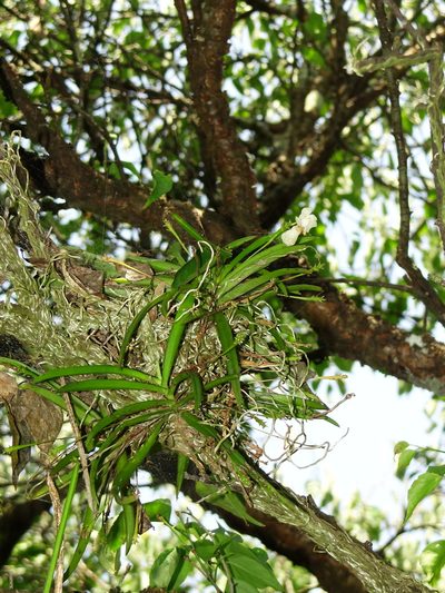 Thrixspermum formosanum, photographed by 葉子