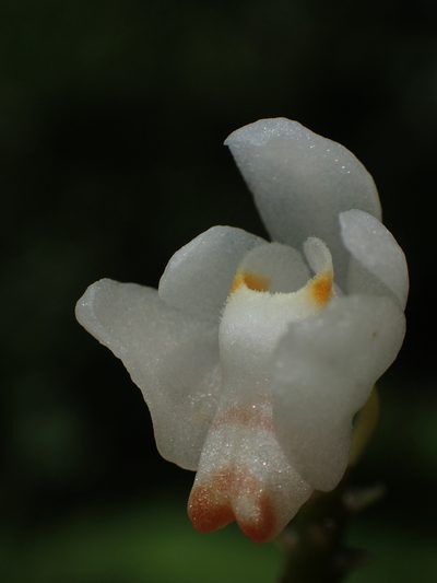 Thrixspermum formosanum, photographed by 葉子