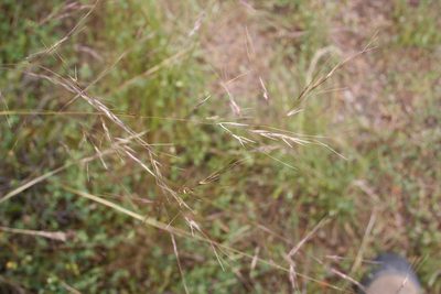 Nassella lepida, photographed by runcator