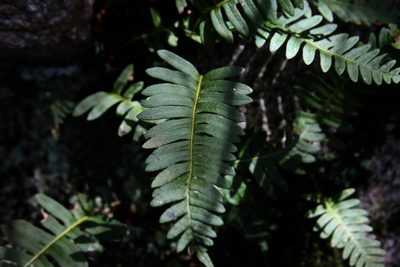 Polypodium appalachianum, photographed by Nick Kleinschmidt