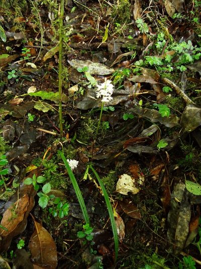 Oreorchis micrantha, photographed by 葉子