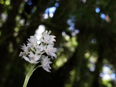 Oreorchis micrantha, photographed by 葉子