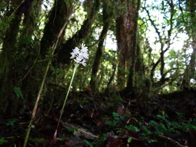 Oreorchis micrantha, photographed by 葉子