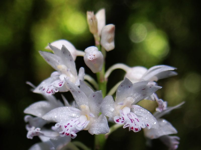 Oreorchis micrantha, photographed by 葉子