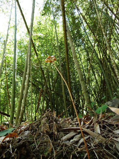 Gastrodia gracilis, photographed by 葉子