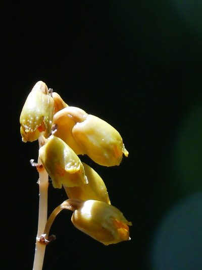 Gastrodia gracilis, photographed by 葉子