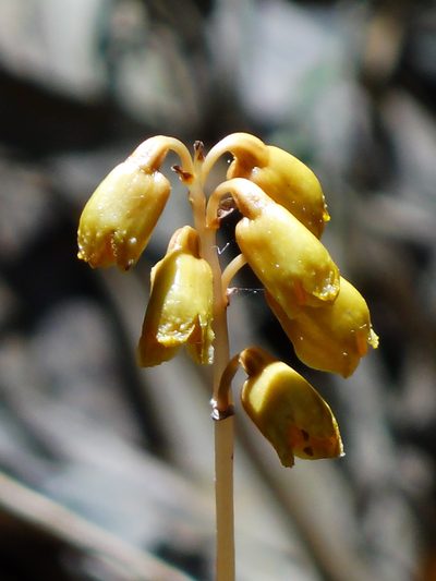 Gastrodia gracilis, photographed by 葉子