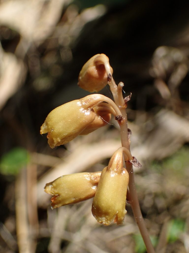 Gastrodia gracilis, photographed by 葉子