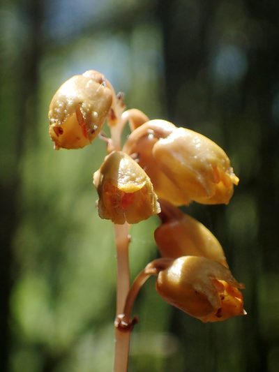 Gastrodia gracilis, photographed by 葉子