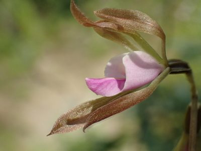 Nervilia plicata, photographed by 葉子