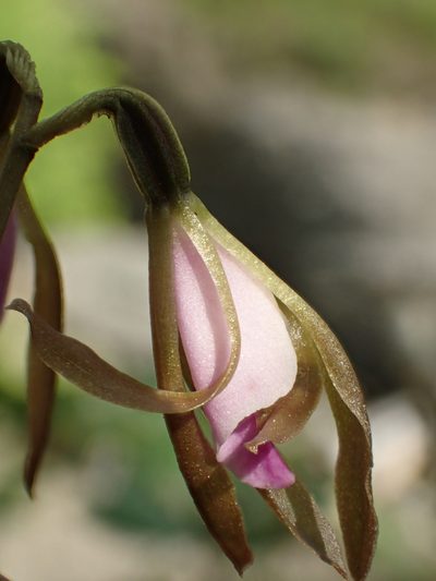 Nervilia plicata, photographed by 葉子