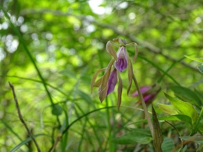 Nervilia plicata, photographed by 葉子
