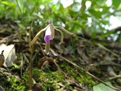 Nervilia plicata, photographed by 葉子