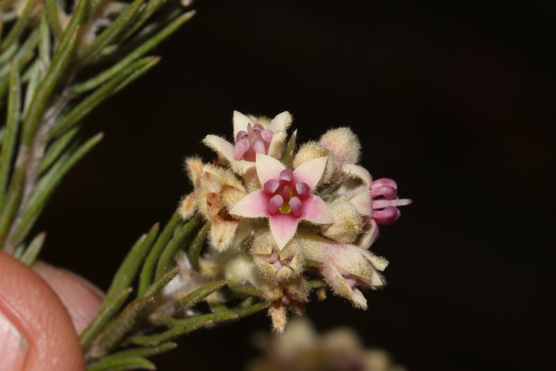 Phylica mundii, photographed by Brian du Preez