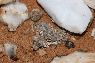 Trichodiadema marlothii, photographed by Brian du Preez