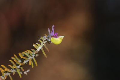 Polygala teretifolia, photographed by Brian du Preez