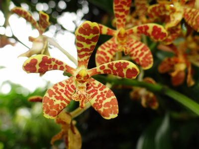 Trichoglottis luchuensis, photographed by 葉子