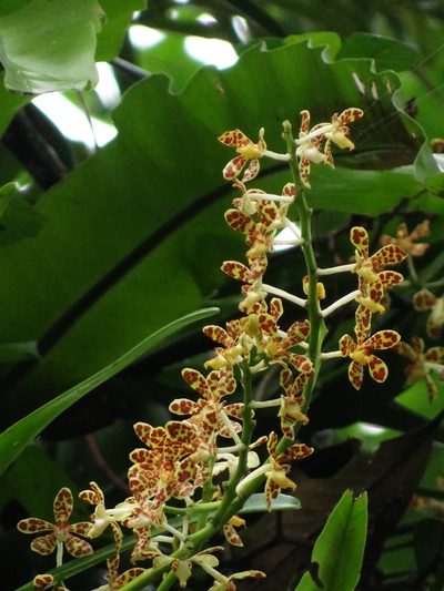 Trichoglottis luchuensis, photographed by 葉子